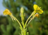 Oenothera rubricaulis. Верхушка доцветающего и плодоносящего растения с цветками и бутонами в каплях росы. Башкортостан, Дуванский р-н, Заимкинский сельсовет, окр. дер. Усть-Аяз, долина р. Уфа, разнотравный луг. 20 августа 2023 г.