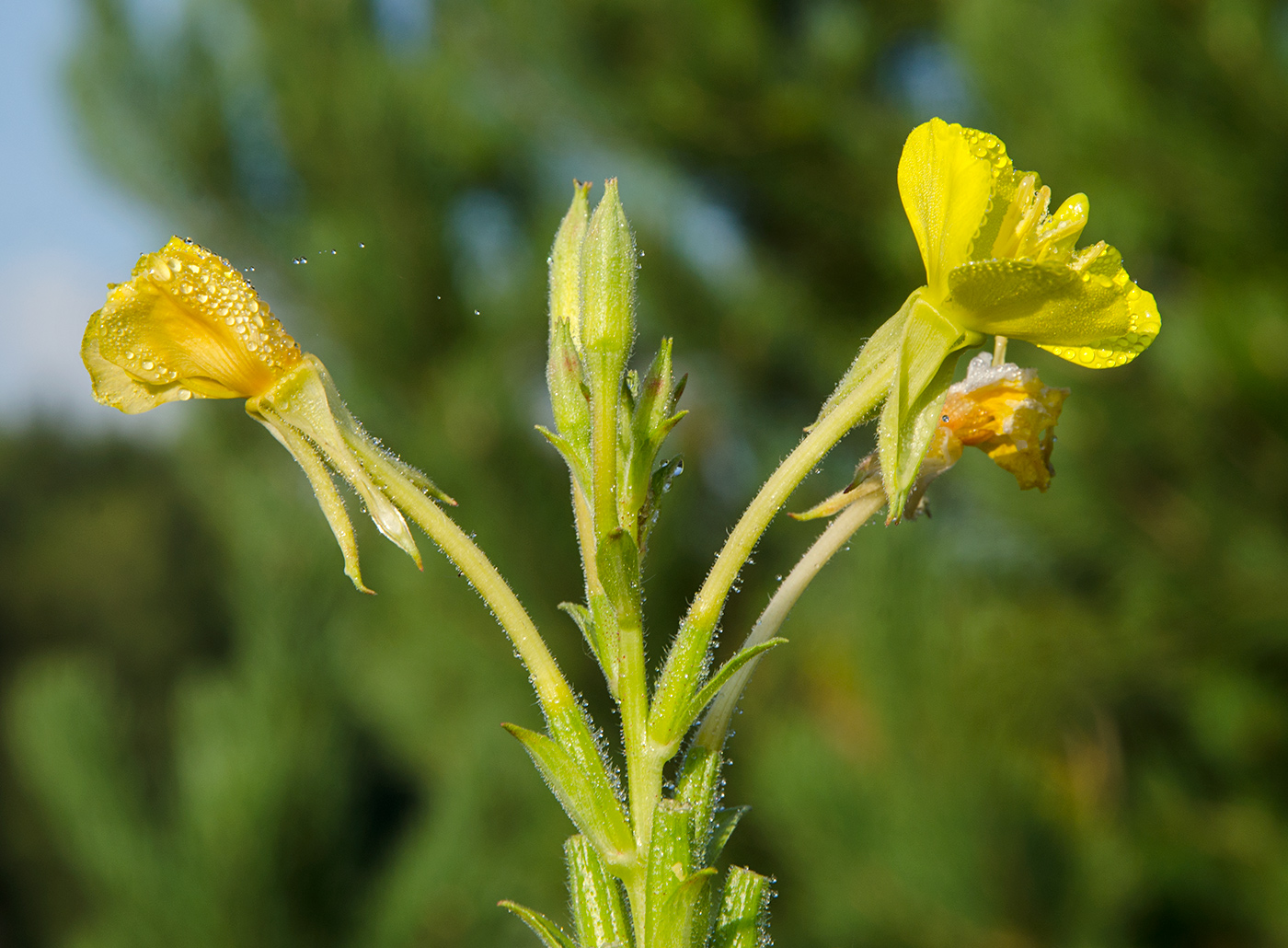 Image of Oenothera rubricaulis specimen.