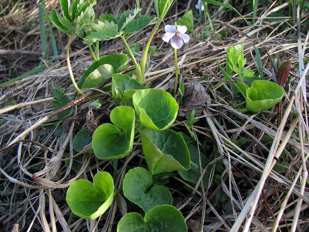 Изображение особи Viola palustris.