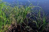 Scirpus radicans. Цветущие растения. Ярославская обл., г. Ярославль, устье р. Которосль, в воде у берега. 02.07.2024.