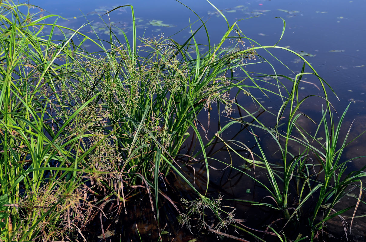 Изображение особи Scirpus radicans.