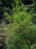 Punica granatum. Крона цветущего дерева. Китай, провинция Хунань, окр. г. Улинъюань, в культуре. 05.06.2024.