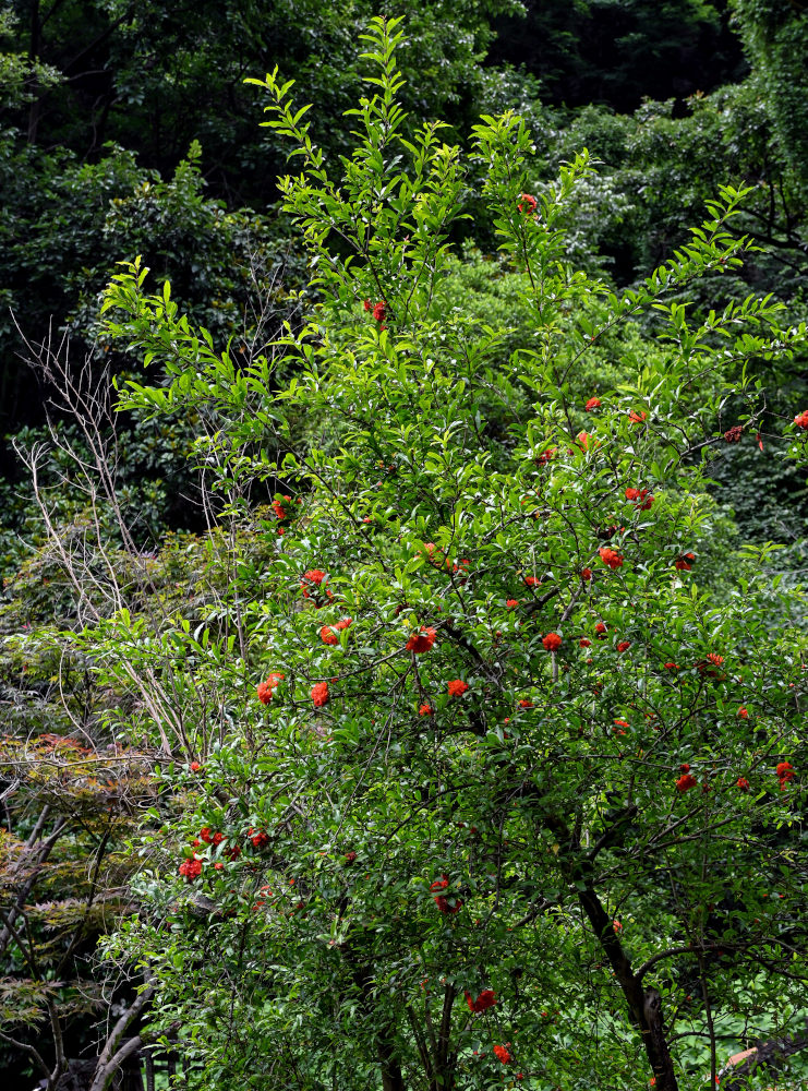 Изображение особи Punica granatum.