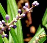 Liriope muscari