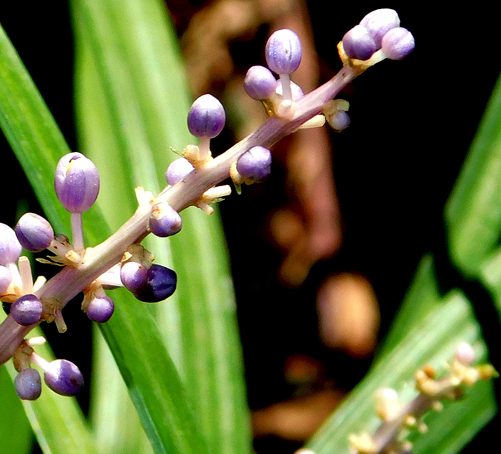 Изображение особи Liriope muscari.