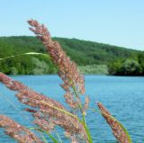 Calamagrostis pseudophragmites