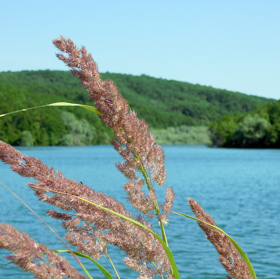 Изображение особи Calamagrostis pseudophragmites.