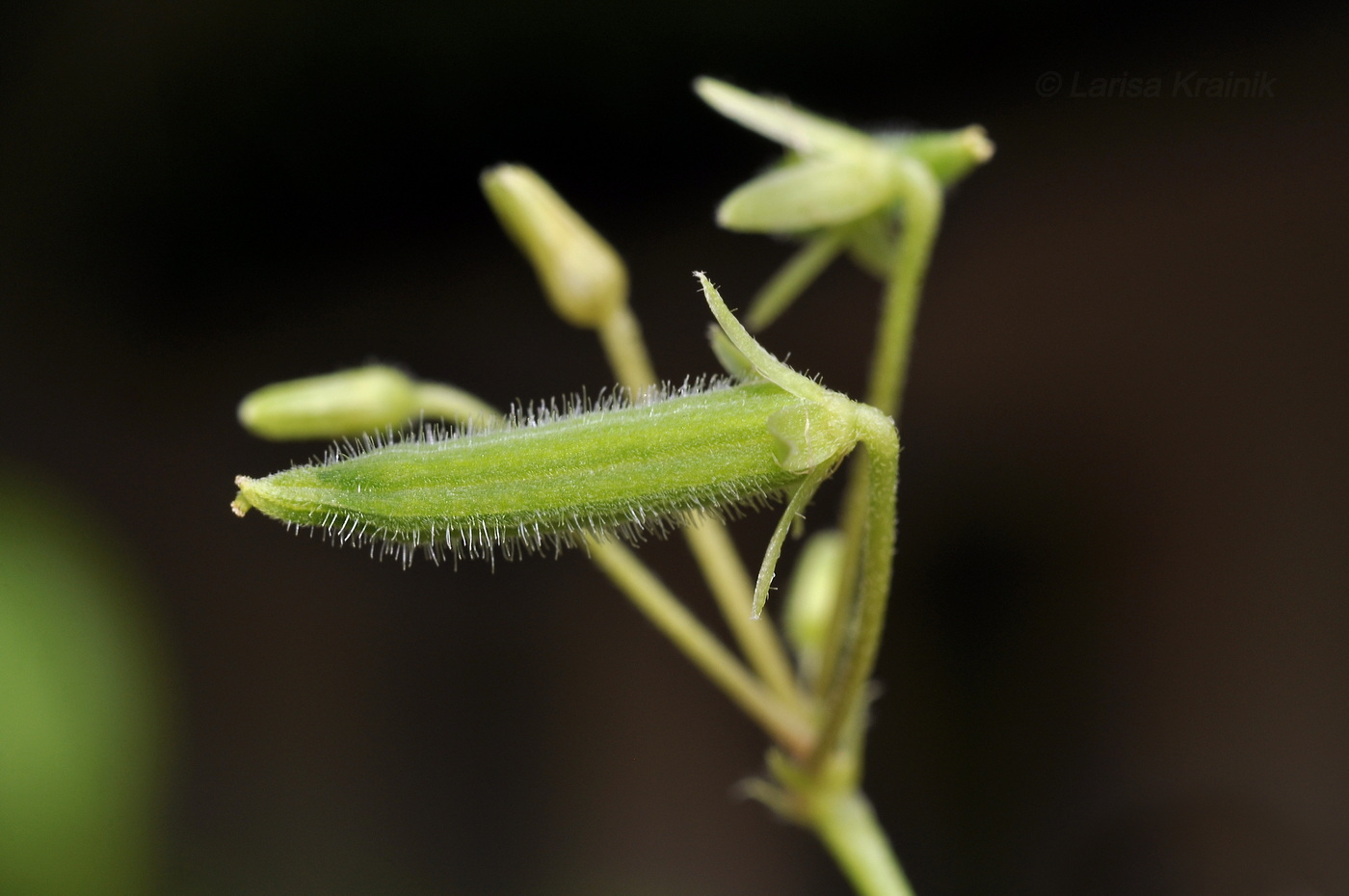 Изображение особи Oxalis corniculata.