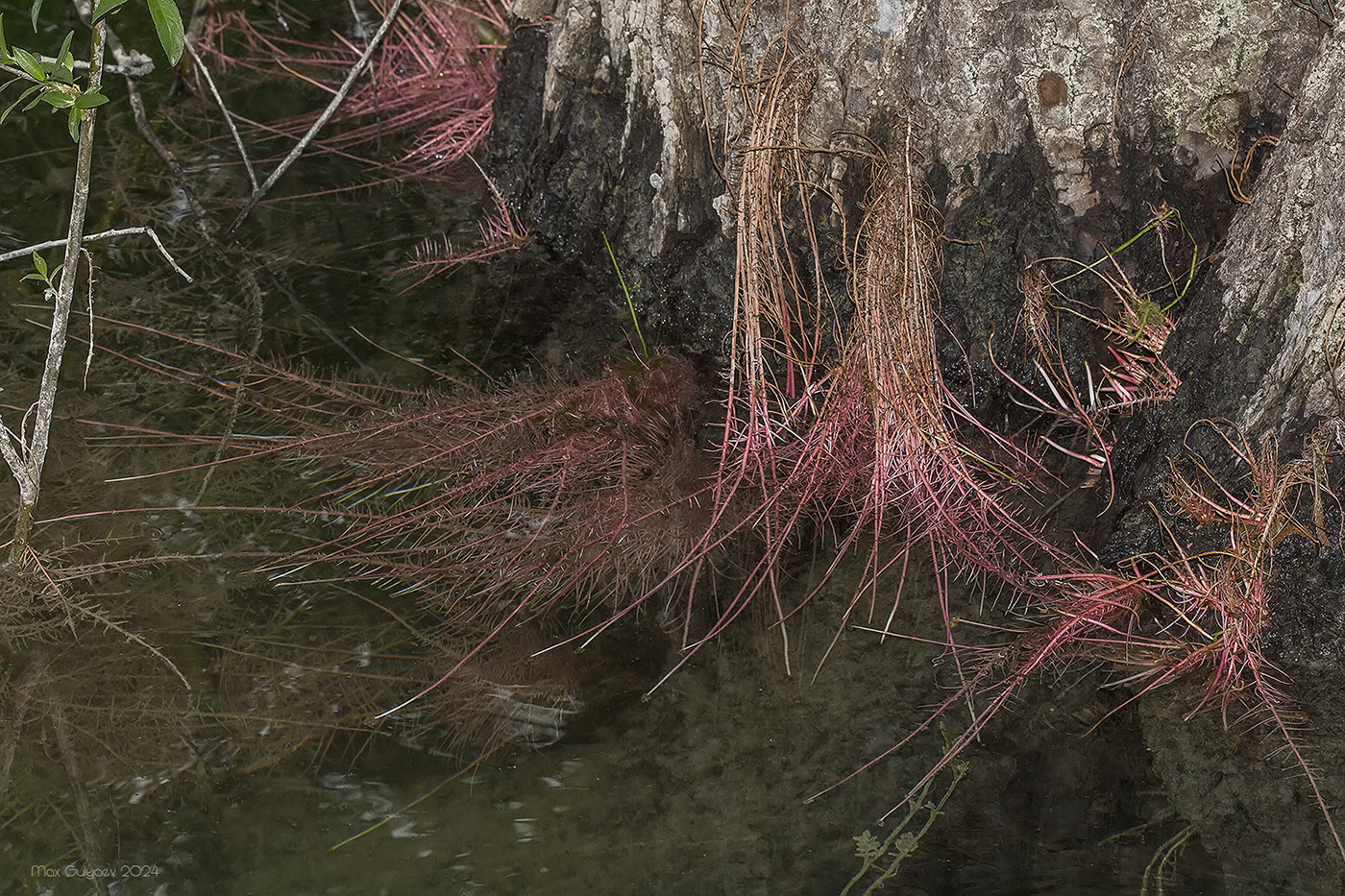 Изображение особи Salix alba.