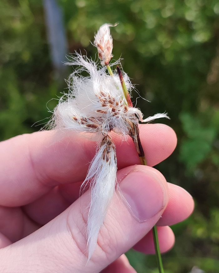 Изображение особи Eriophorum angustifolium.