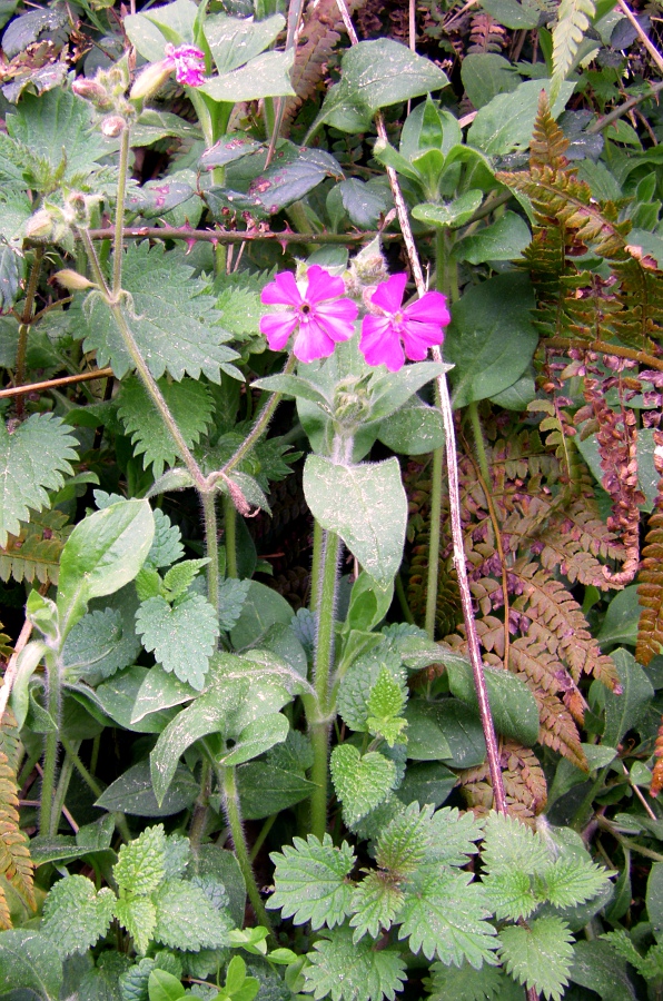 Image of Melandrium dioicum specimen.