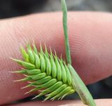 Eremopyrum triticeum
