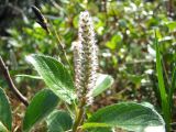 Смотреть изображение Salix arctica