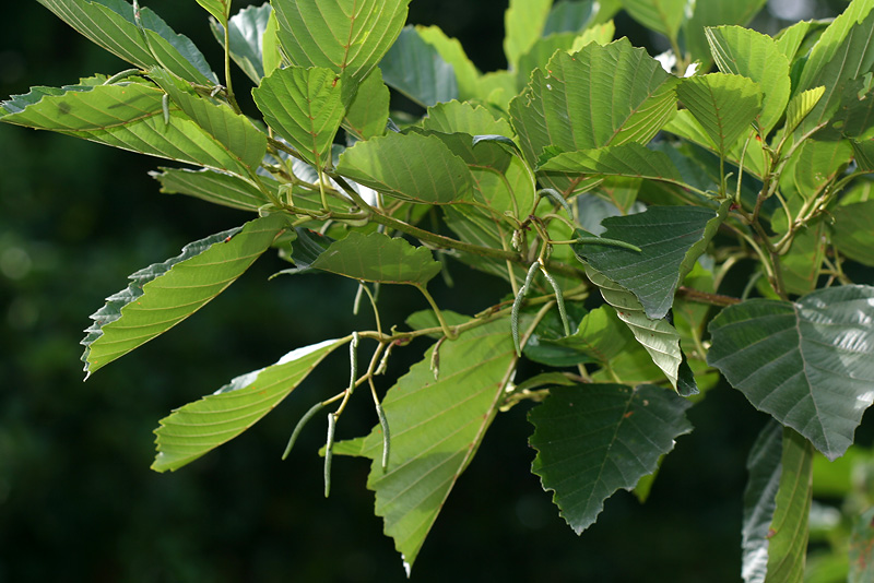 Image of Alnus barbata specimen.