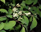 Смотреть изображение Lonicera xylosteum