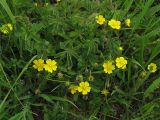 Potentilla heptaphylla. Цветущее растение. Украина, Закарпатская обл., Виноградов, Чёрная гора, травянистый склон. 5 мая 2008 г.