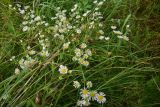 View full-size image Erigeron annuus