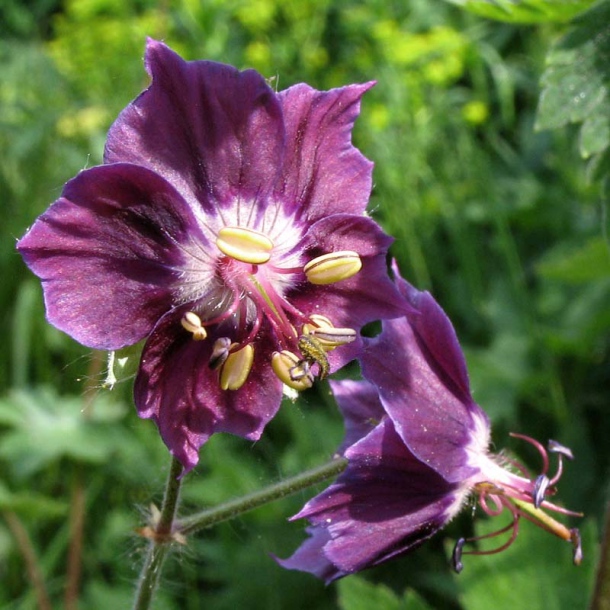 Image of Geranium phaeum specimen.