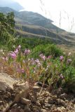 Ziziphora taurica. Цветущие растения. ЮВ Крым, гора Эчки-Даг. 10 июня 2011 г.