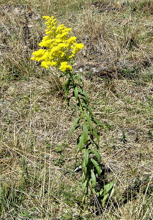 Image of Solidago canadensis specimen.