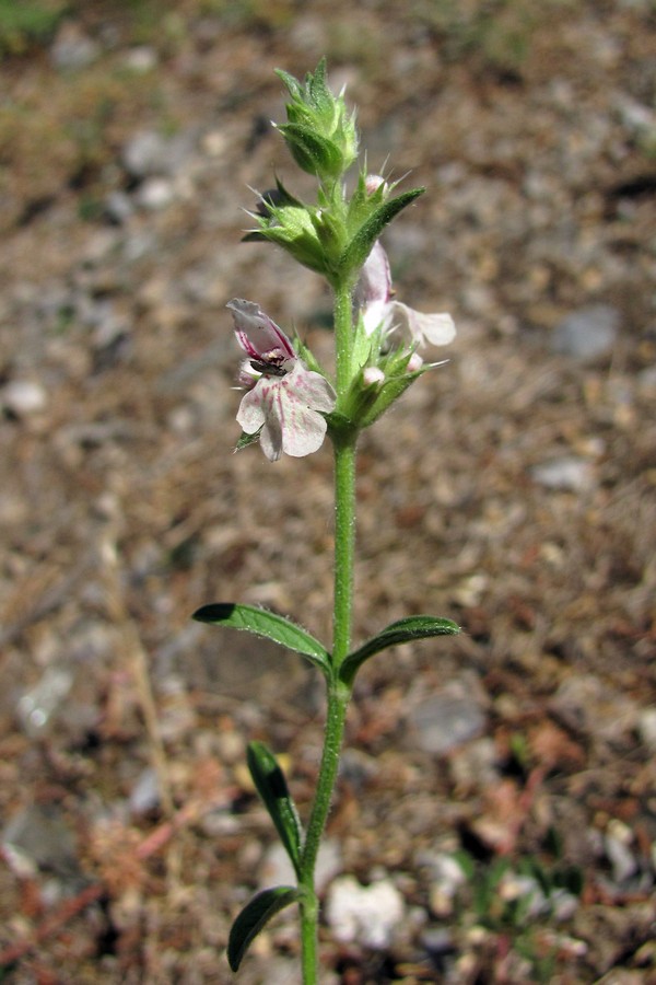 Изображение особи Stachys iberica.