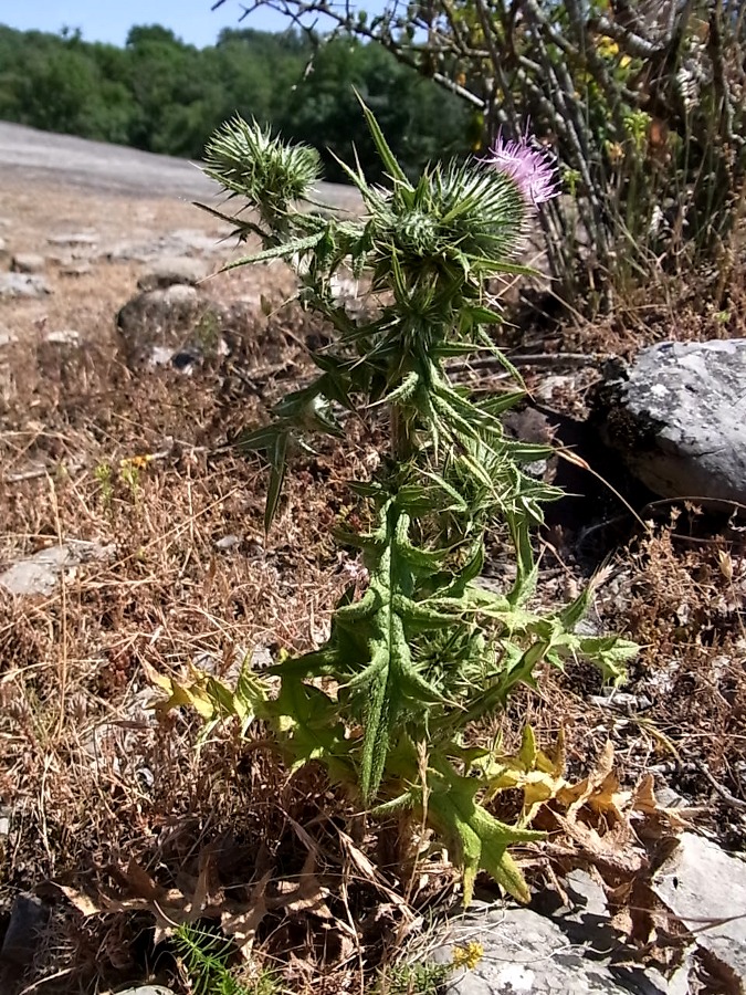 Изображение особи род Cirsium.