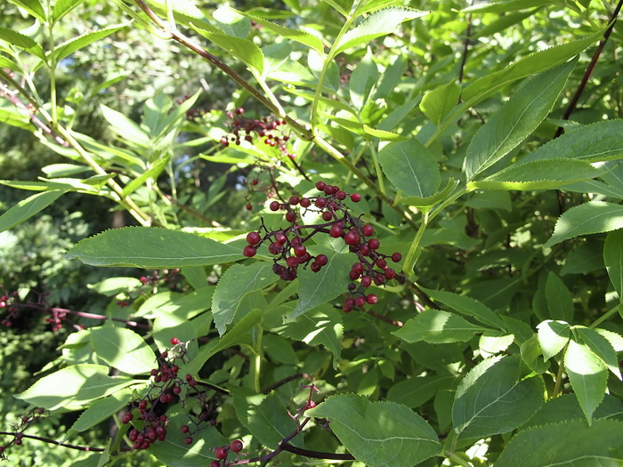 Image of Sambucus racemosa specimen.