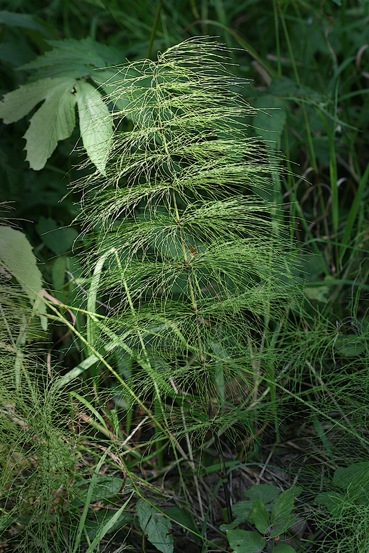 Изображение особи Equisetum sylvaticum.