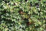 Parthenocissus quinquefolia