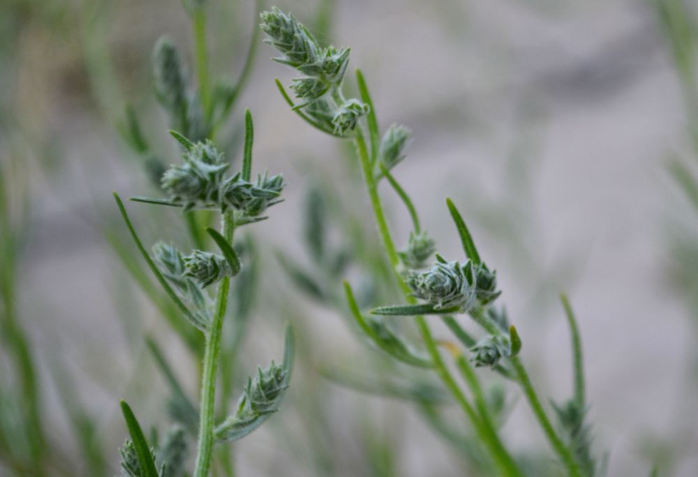 Изображение особи Corispermum hyssopifolium.