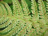 Polystichum aculeatum. Нижняя сторона вайи с сорусами после высыпания спор. Видны характерные признаки вида - сегменты 2-го порядка с низбегающим основанием и то, что самые нижние из них, прилегающие к оси листа, заметно крупнее остальных. Украина, Закарпатская обл., Раховский р-н, широколиственный лес с преобладанием бука. 26 августа 2008 г.