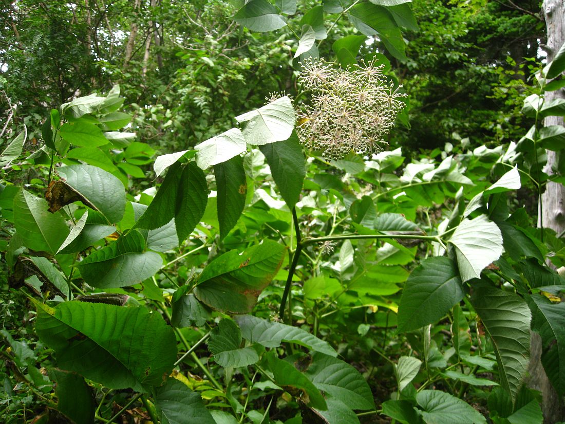 Image of Aralia cordata specimen.