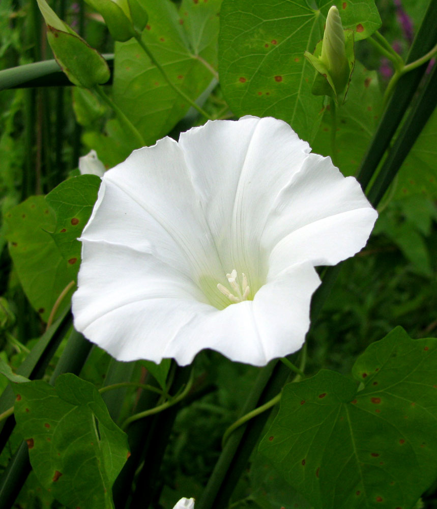 Изображение особи Calystegia sepium.