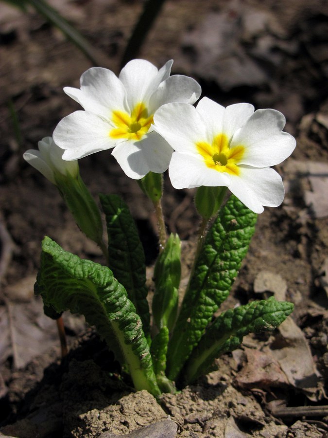 Изображение особи Primula vulgaris.