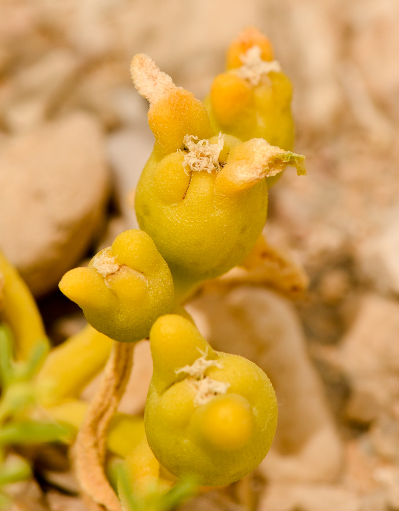 Image of Mesembryanthemum cryptanthum specimen.