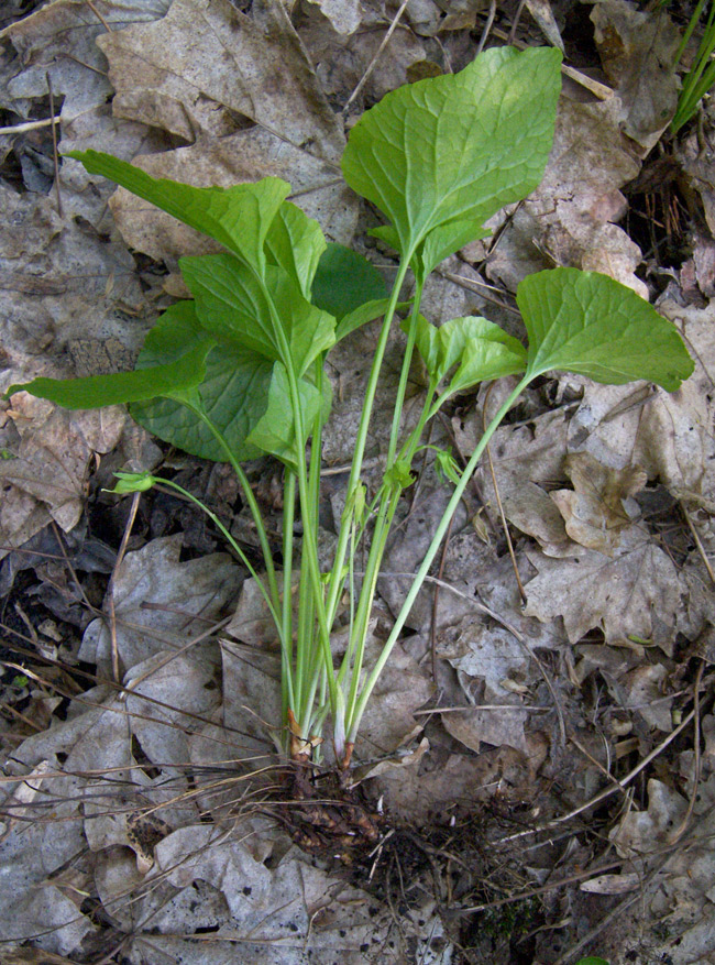 Image of Viola mirabilis specimen.