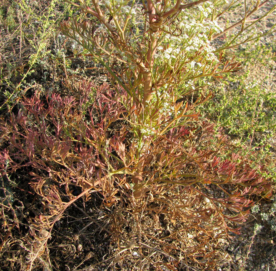 Image of Seseli arenarium specimen.