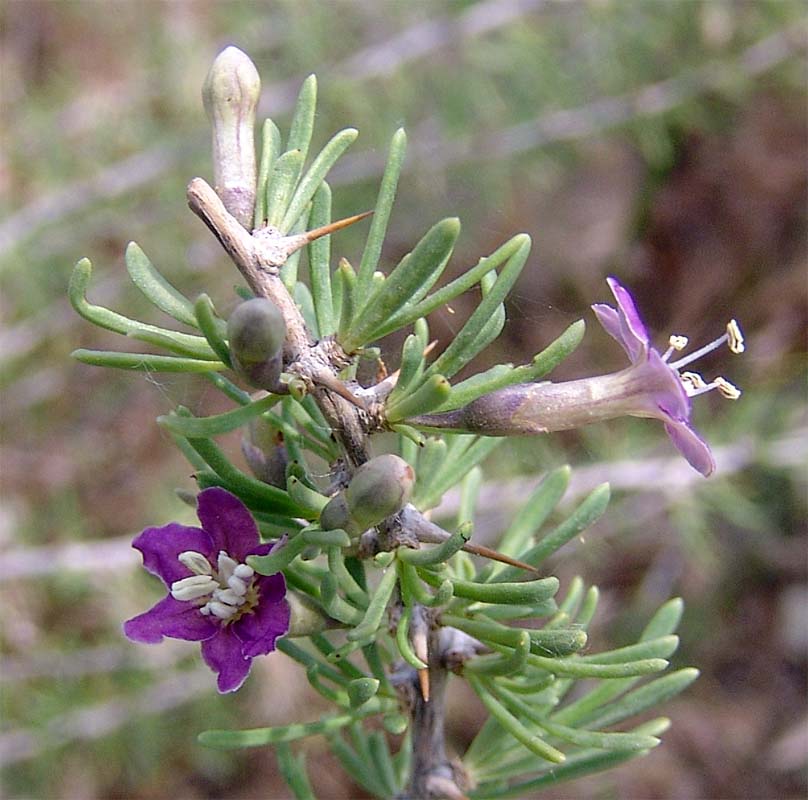 Image of Lycium ruthenicum specimen.