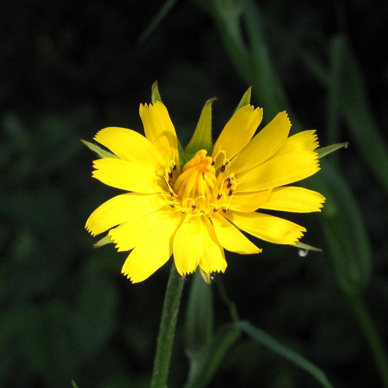 Изображение особи Tragopogon pratensis.