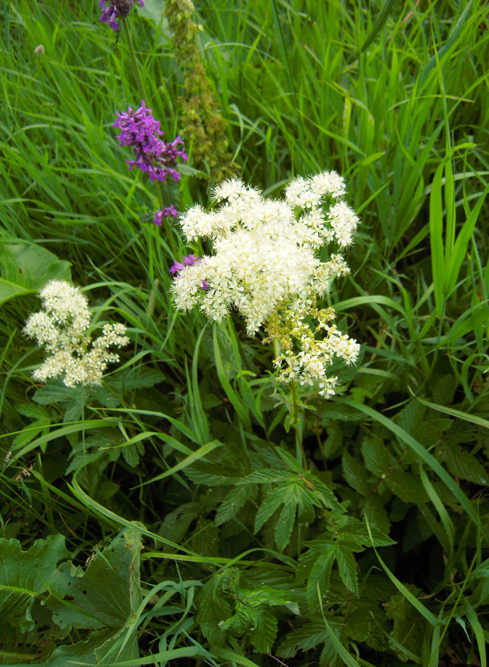 Image of Filipendula ulmaria specimen.