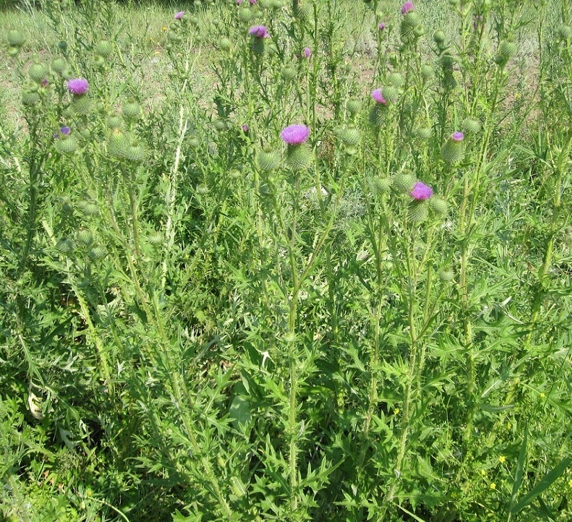 Image of Cirsium vulgare specimen.