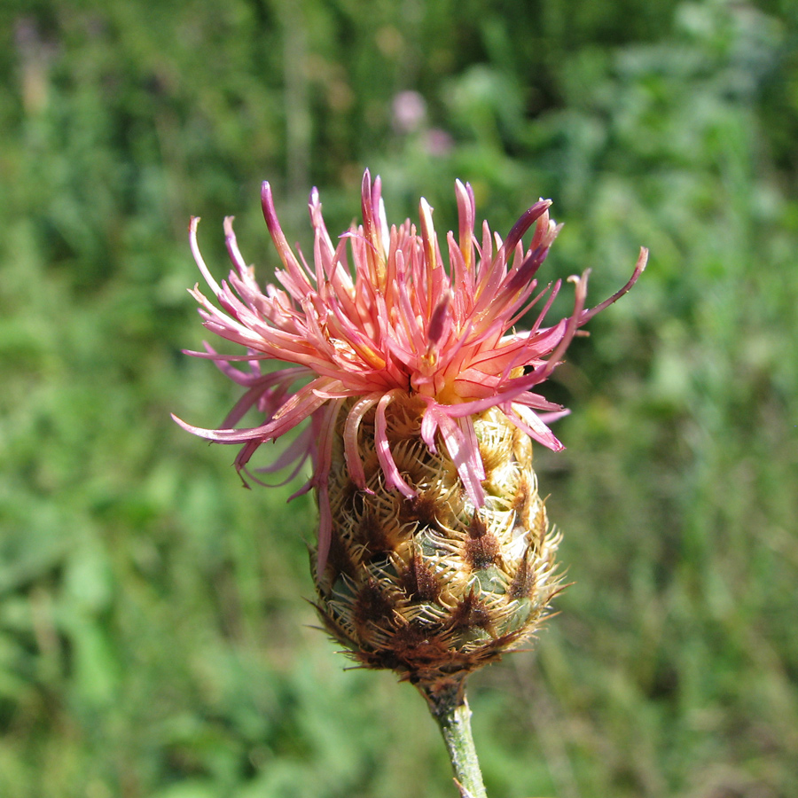 Image of Centaurea rigidifolia specimen.