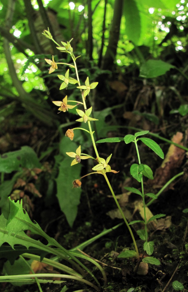 Image of Veronica umbrosa specimen.