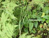 Calamagrostis canescens