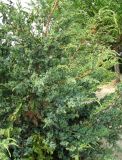 Juniperus chinensis. Небольшое дерево (культивар 'Blue Alps'). Венгрия, Боршод-Абауй-Земплен, территория втозаправки в окр г. Мишкольц. 01.09.2012.