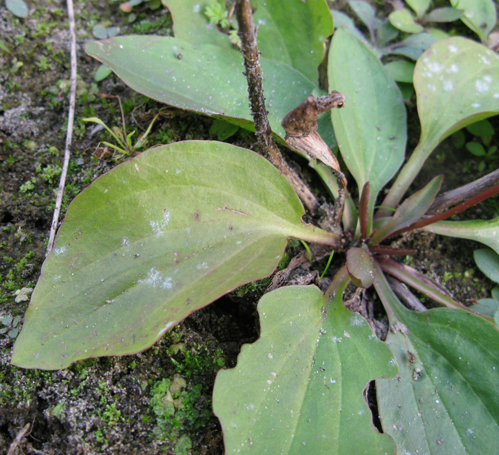 Image of Plantago uliginosa specimen.