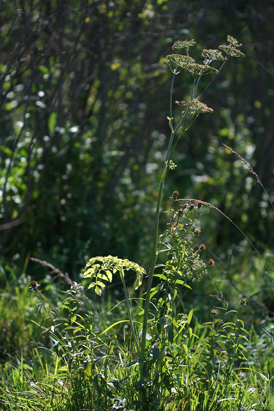 Image of Ostericum palustre specimen.