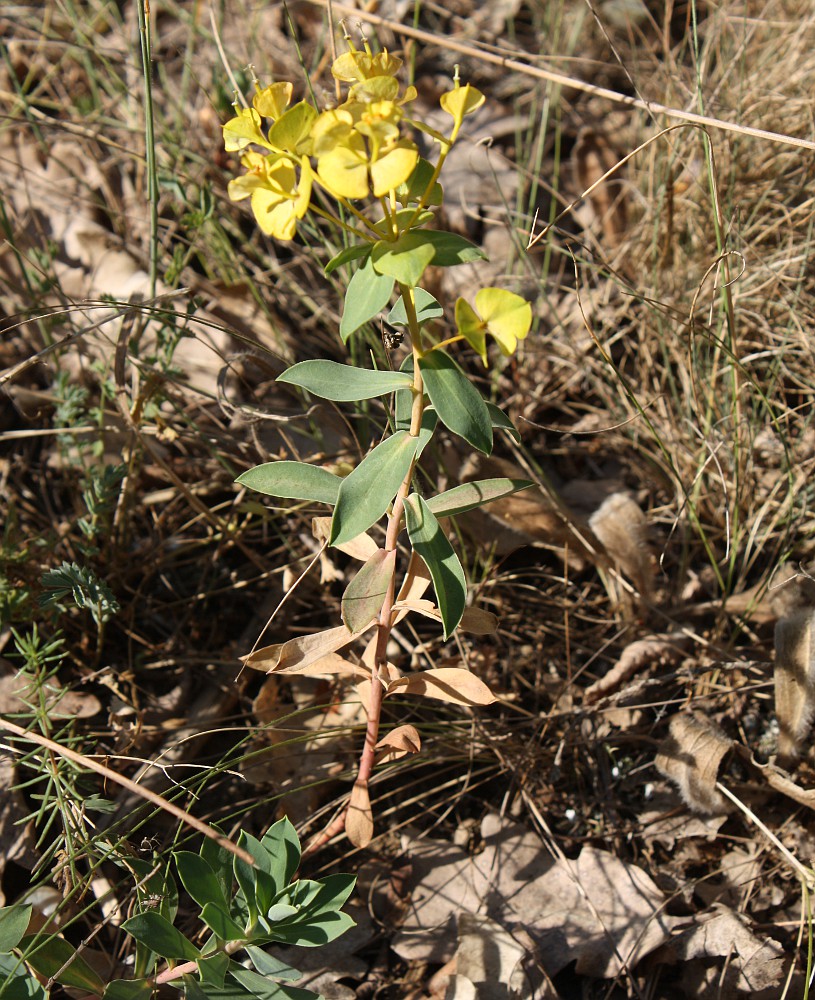 Изображение особи Euphorbia goldei.