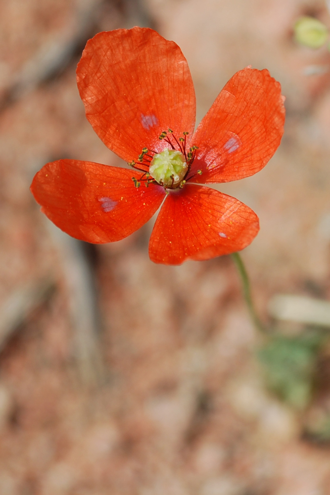 Изображение особи Papaver litwinowii.