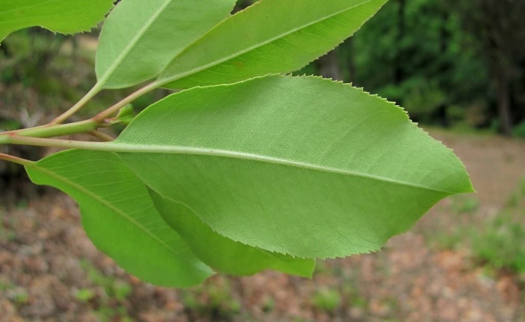 Image of Arbutus andrachne specimen.